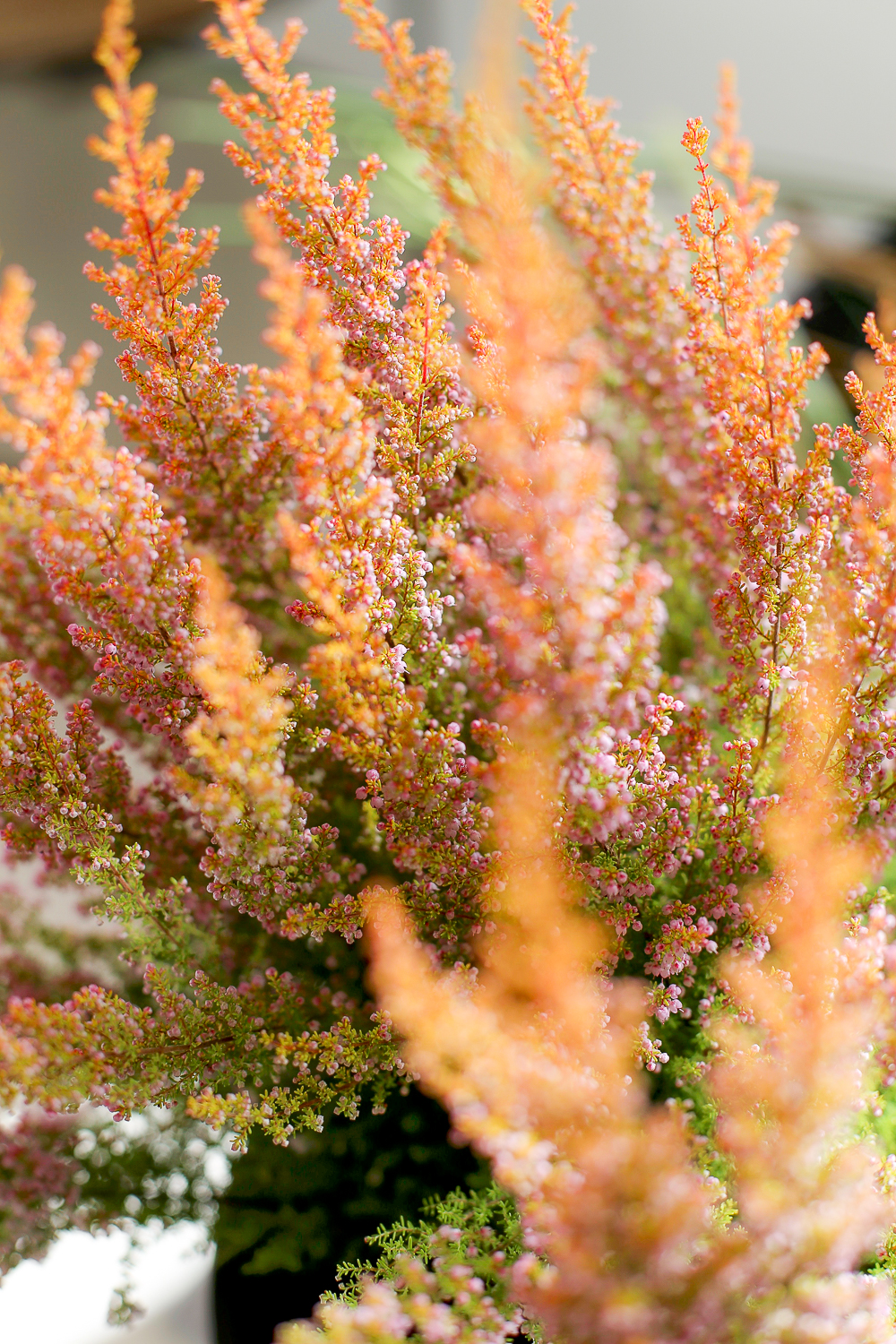 Hyggekimppu on kukkakimppu joka sopii täydellisesti kotoiluun eli hyggeilyyn. tämä kukka-asetelma koristaa kotia ja voit tilata se nyt myös verkkokaupastamme Kukat kotiin kuljetettuna Järvenpään KUkkatalosta