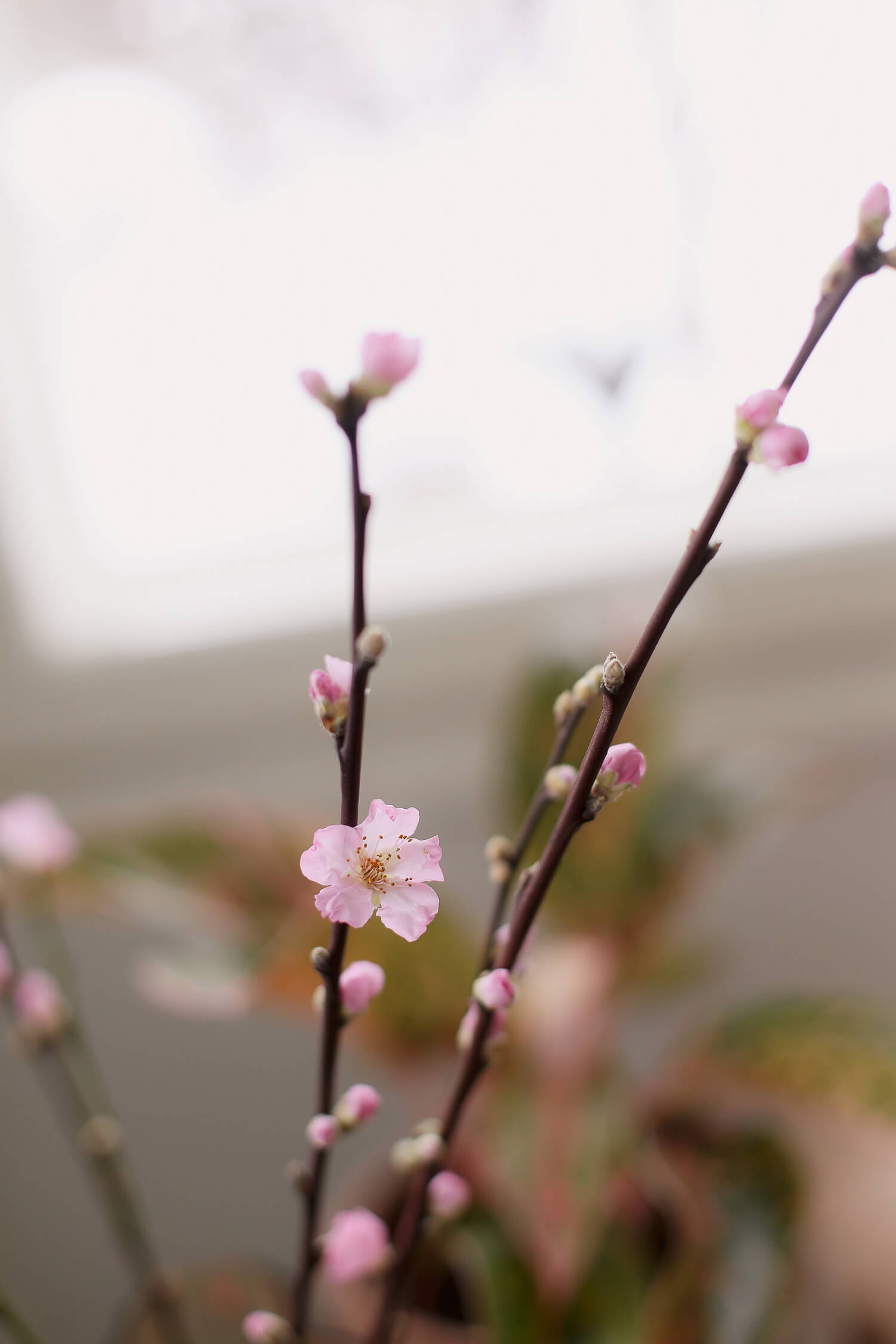 Vaaleanpunainen kirsikanoksa on keväinen kukkiva oksa jonka voi laittaa maljakkoon.