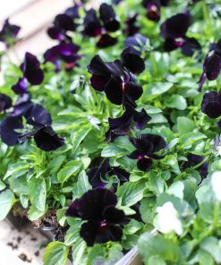 Upea musta orvokki on tänä keväänä yhä suositumpi.