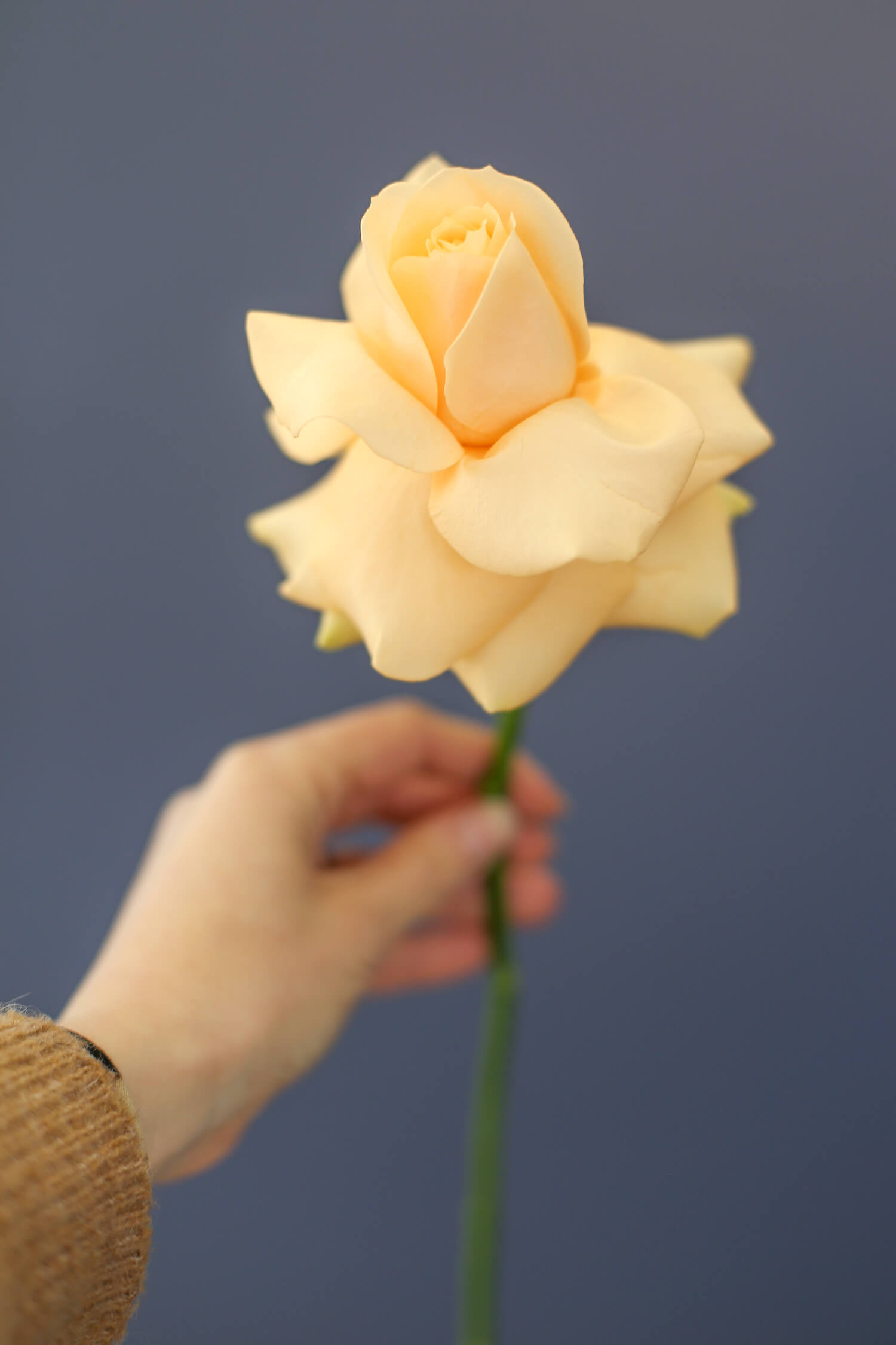 Kiva tapa käyttää ruusua on kääntää terälehset hellävaraisesti auki. Kukka saa tyystin toisen ilmeen.