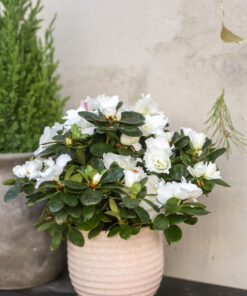 Valkoinen atsalea ruukussa