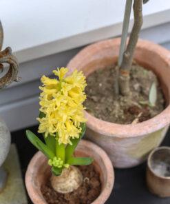 Keltainen hyasintti saviruukussa
