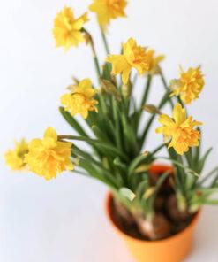 Narsissi 'Boucle' keltainen kerrottu kukka