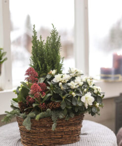 Jouluistutus Skimmia