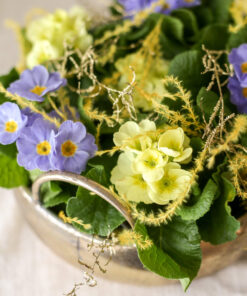 Kukkivat huonekasvit