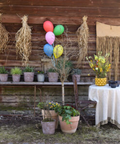 Asetelma Luksus Sitruuna