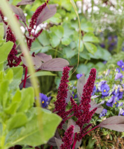 Purppurarevonhäntä 'Oeschberg' lajikkeen tummanpunaisia kukintoja penkissä