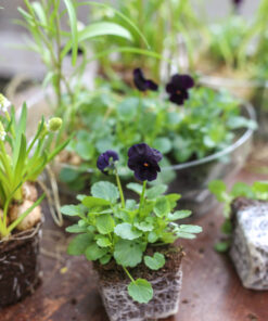 Alternative view of Orvokki 8cm