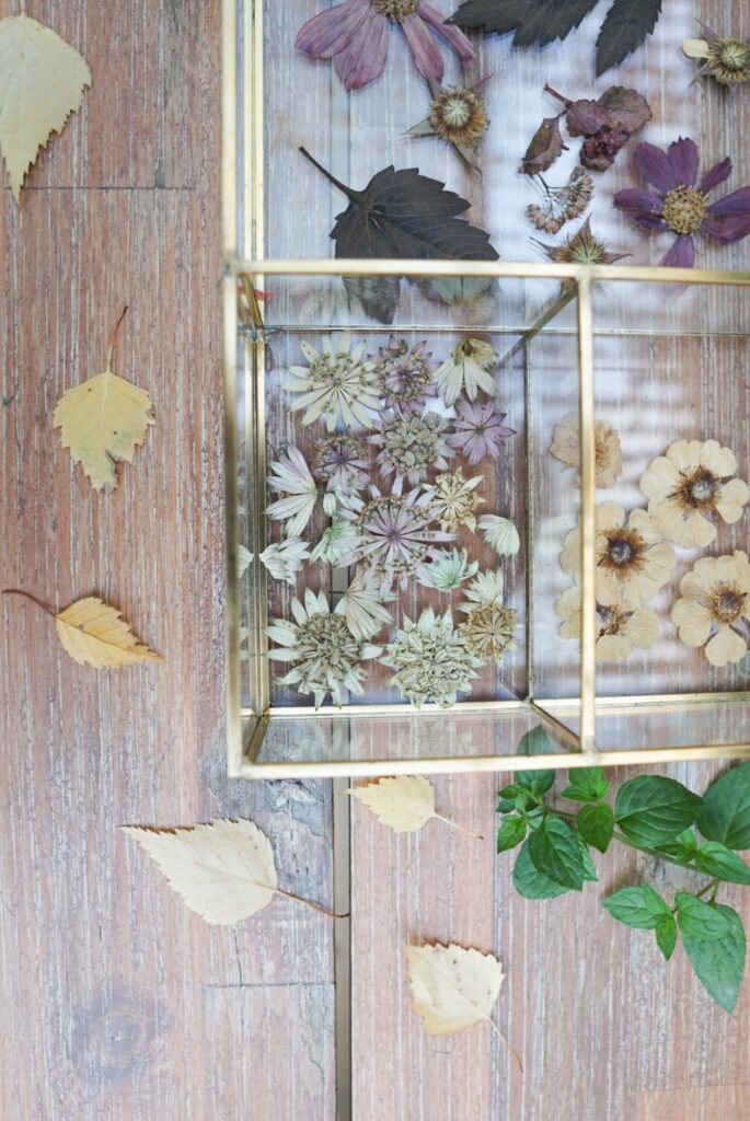 Prässättyjä kukkia lasilaatikossa