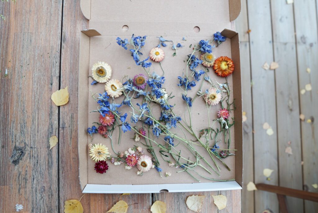 Kuivattuja kesäkukkia pizzalaatikossa säilytyksessä