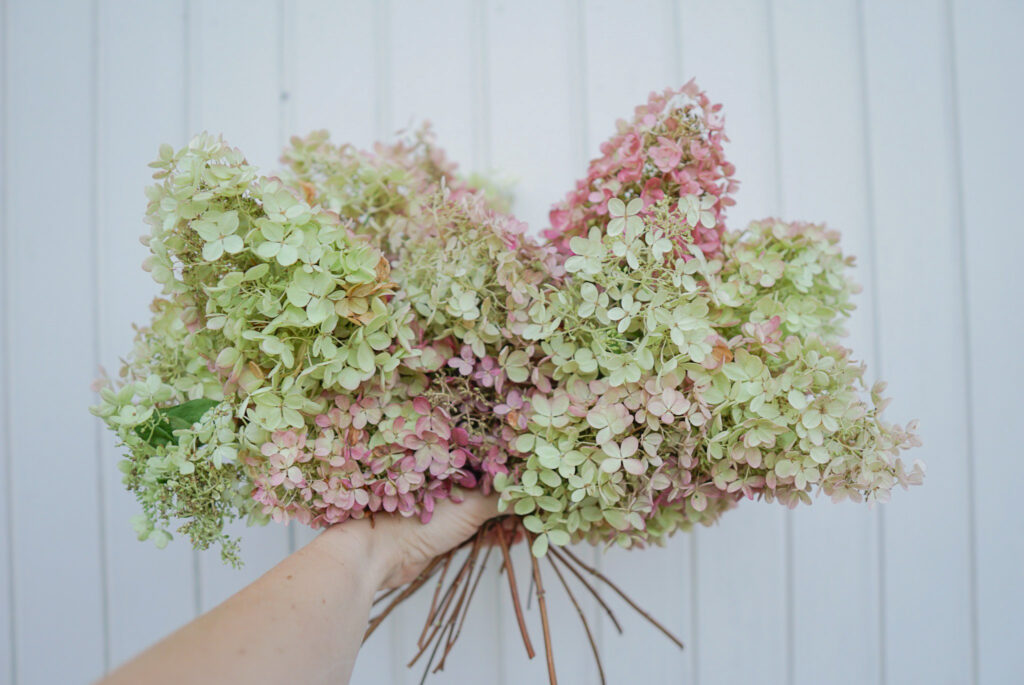 Kuivattuja hortensian kukintoja