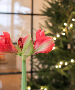 Amarylliksen kukinto