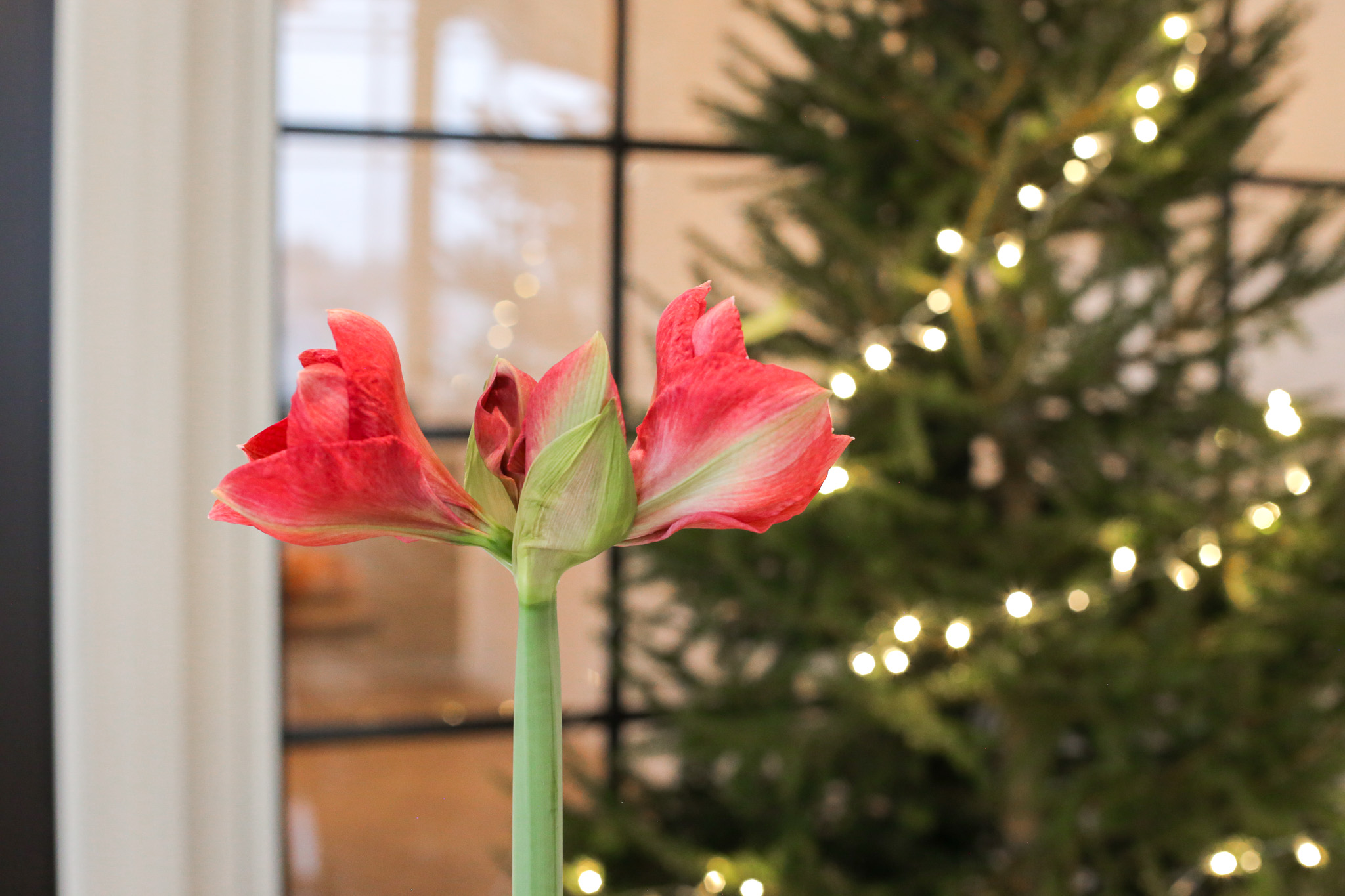 Amarylliksen kukinto