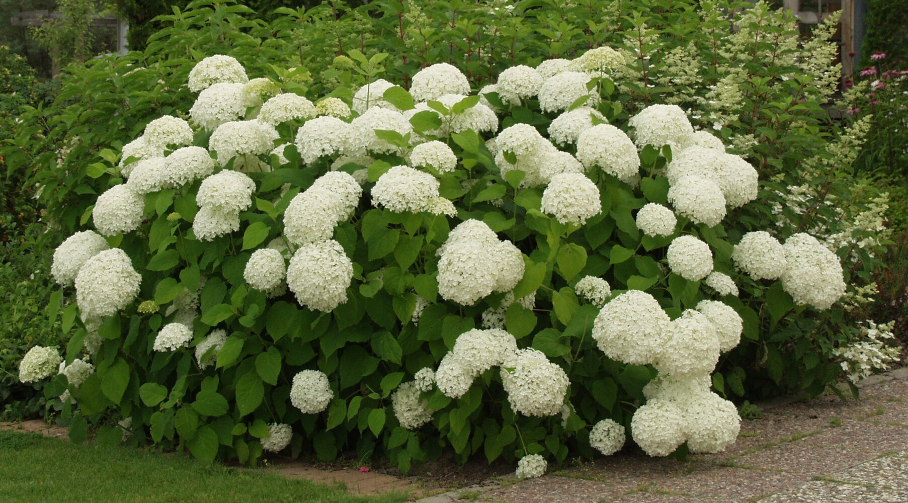 Pallohortensia Annabelle J rvenp n Kukkatalo Puutarhamyym l 