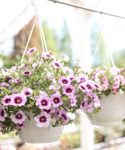 Pinkki Miljoonakelloamppeli roikkuu myymälässä