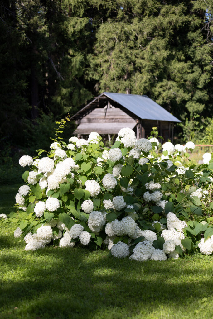 Iso pallohortensia
