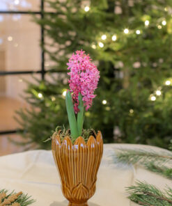 Hyansintti vaaleanpunaisella kukinnolla ruukussa