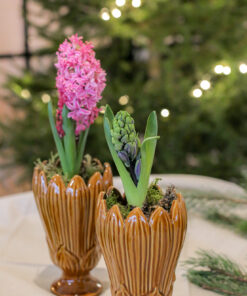 Hyasintteja kauniissa ruukussa