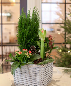 Näyttävä jouluistutus neliön muotoisessa korissa