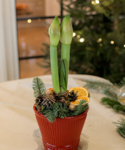 Jouluistutus Nobilis