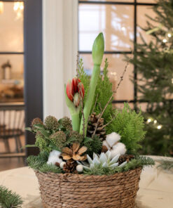 Näyttävä jouluistutus koriastiassa