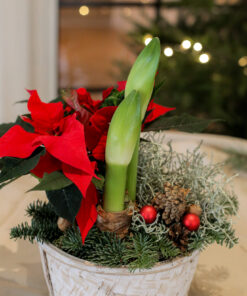 Jouluistutus Hopealanka