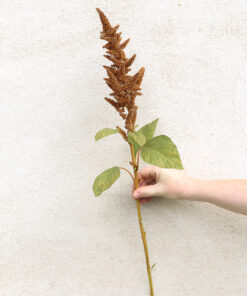 Punarevonhäntä ‘Hot Biscuit’ kukinto