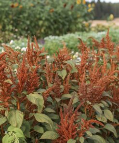 Punarevonhäntä ‘Hot Biscuit’ lajikkeen kukkia pellolla