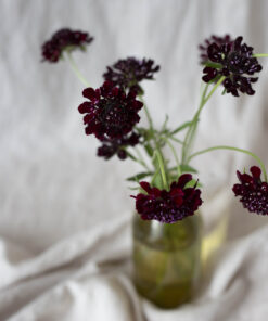 Koreatörmäkukka 'Black Knight' leikkoja maljakossa