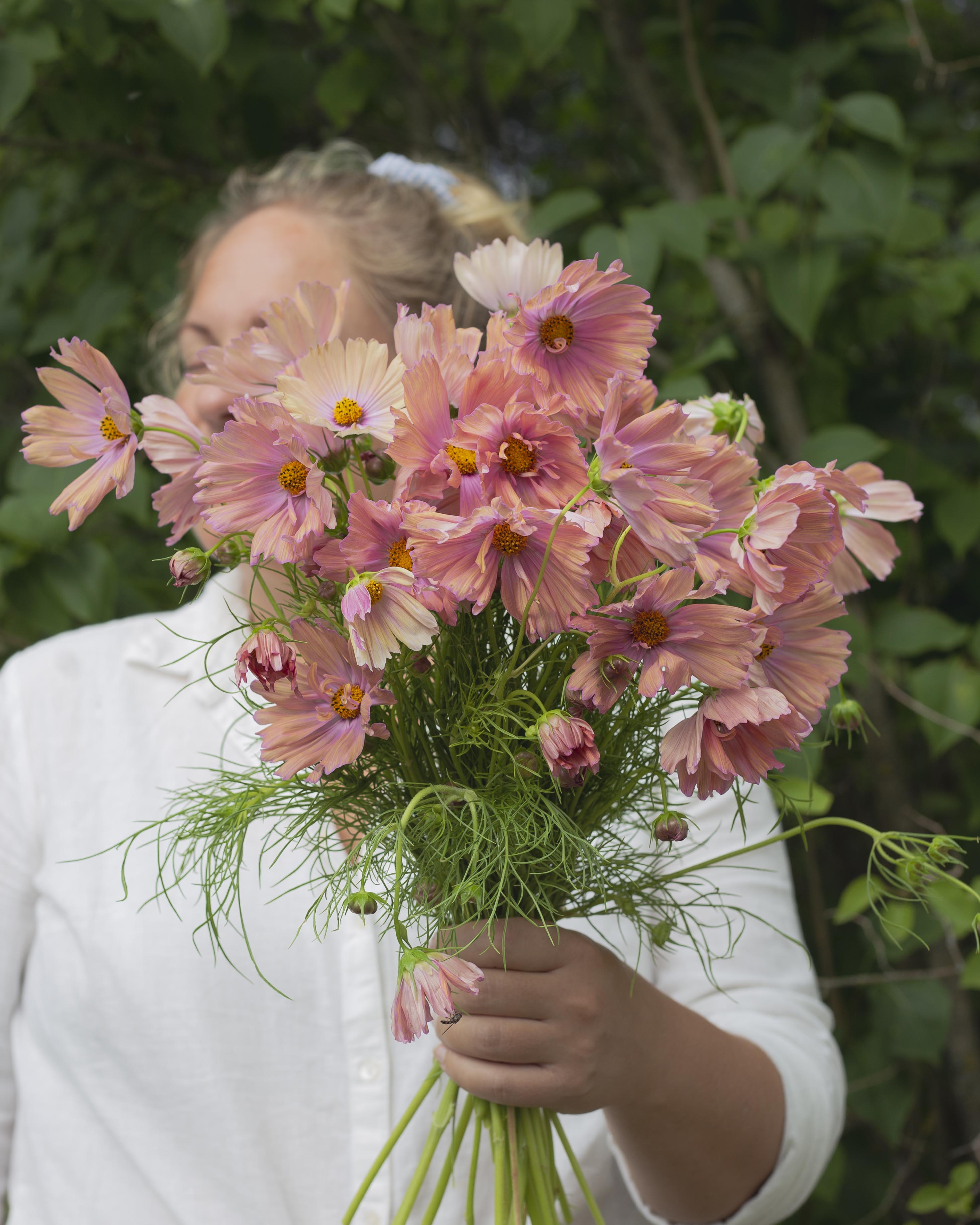 Punakosmos leikkokukkia