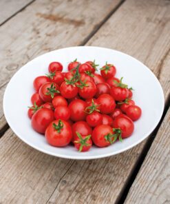 Alternative view of Amppelitomaatti 'Maskotka'