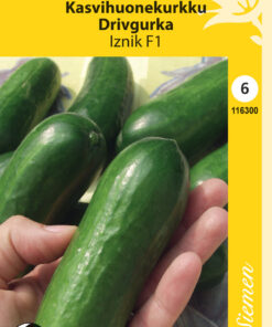 Kasvihuonekurkku (IKKUNAKURKKU) Iznik F1