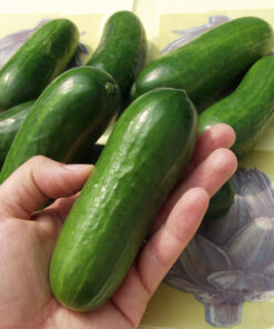 Alternative view of Kasvihuonekurkku (IKKUNAKURKKU) Iznik F1