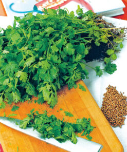 Alternative view of Korianteri