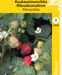 Kuukausimansikka 'Alexandria'