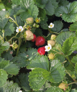 Alternative view of Kuukausimansikka 'Alexandria'