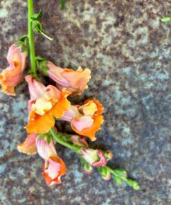 Leijonankita 'Madame Butterfly Bronze' kukinto