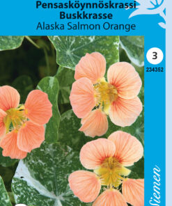 Pensasköynnöskrassi 'Alaska Salmon Orange'