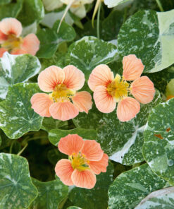 Alternative view of Pensasköynnöskrassi 'Alaska Salmon Orange'