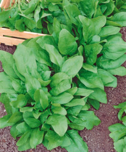 Alternative view of Pinaatti Viroflex