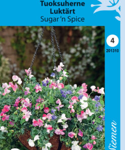 Tuoksuherne Sugar'n Spice