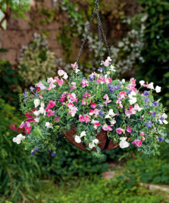 Alternative view of Tuoksuherne Sugar'n Spice