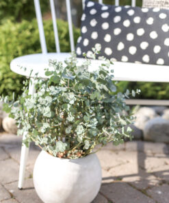 Eukalyptus ’Baby Blue Bouquet’ pyöreässä ruukussa