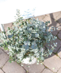 Eukalyptus ’Baby Blue Bouquet’ ruukussa