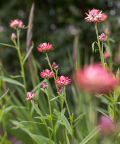 Alternative view of Iso-olkikukka 'Silvery Rose' 3kpl