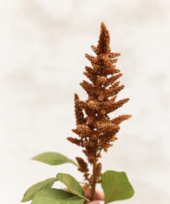 Alternative view of Punarevonhäntä  ‘Hot Biscuit’ 3kpl