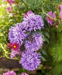 kiinanasteri mystic lila kukinnot