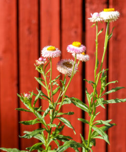 Iso-olkikukka 'Silvery Rose' 3kpl