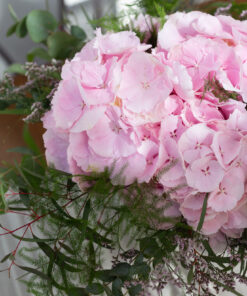 Alternative view of Kimppu Limonium