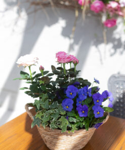 Äitienpäiväistutus Ruusu ja orvokki